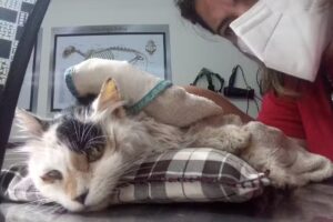 Cl&iacute;nica Veterinaria Arlequ&iacute;n