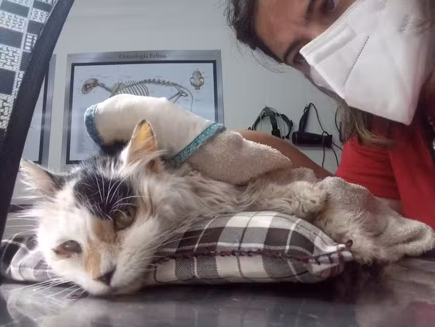 Cl&iacute;nica Veterinaria Arlequ&iacute;n