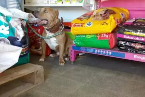 Cl&iacute;nica Veterinaria AYLLU