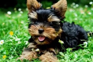 Clinica Veterinaria Basaldua