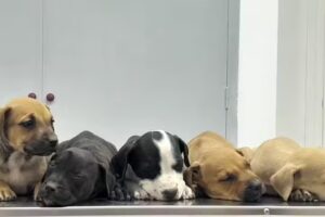 Cl&iacute;nica Veterinaria Benn&uacute;