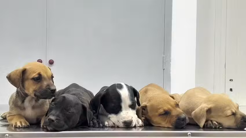 Cl&iacute;nica Veterinaria Benn&uacute;