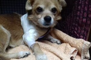 Clinica Veterinaria Bernal