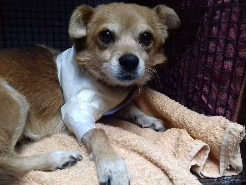 Clinica Veterinaria Bernal