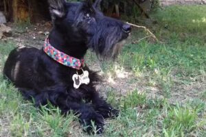 Clinica Veterinaria Blanes Alejandro