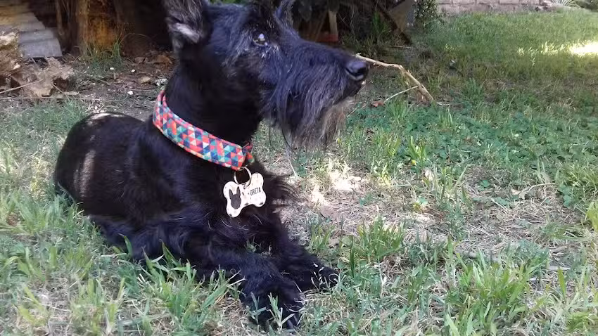 Clinica Veterinaria Blanes Alejandro