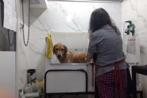 CLÍNICA VETERINARIA BUENOS AIRES