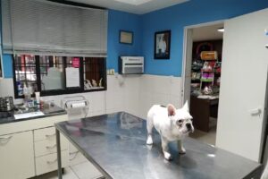 CLINICA VETERINARIA Carrodilla