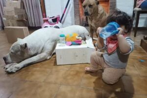 Cl&iacute;nica Veterinaria CISA