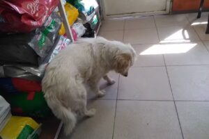 CLINICA VETERINARIA CIVET sucursal San Diego