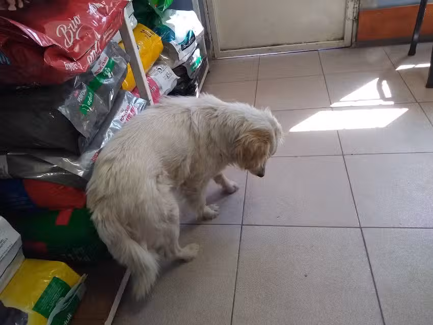 CLINICA VETERINARIA CIVET sucursal San Diego