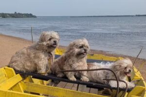 CLINICA VETERINARIA CLINDERMOVET ESPECIALIZACI&Oacute;N EN DERMATOLOG&Iacute;A Y MEDICINA GENERAL