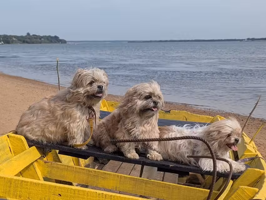 CLINICA VETERINARIA CLINDERMOVET ESPECIALIZACI&Oacute;N EN DERMATOLOG&Iacute;A Y MEDICINA GENERAL