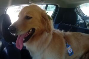 Cl&iacute;nica Veterinaria CLINISTORE Altos del encuentro