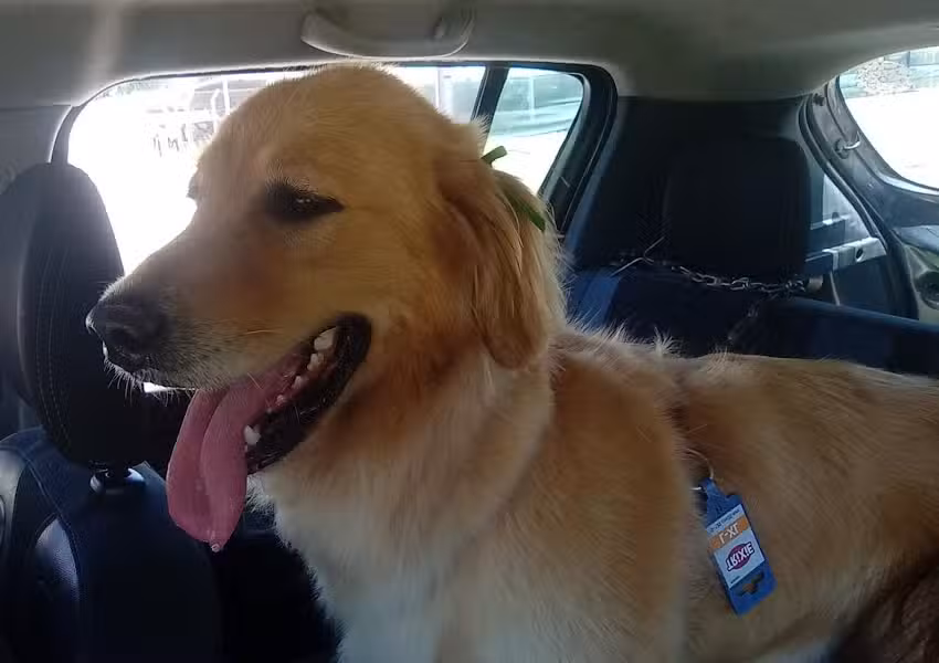 Cl&iacute;nica Veterinaria CLINISTORE Altos del encuentro