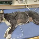 Cl&iacute;nica Veterinaria Col&oacute;n