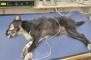 Cl&iacute;nica Veterinaria Col&oacute;n