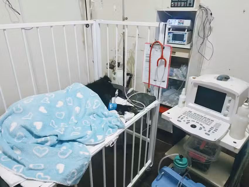 Cl&iacute;nica Veterinaria Colonial