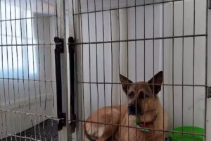 Cl&iacute;nica Veterinaria Crespo