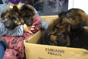 Clínica Veterinaria Danke