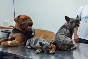 Clínica veterinaria Darwin