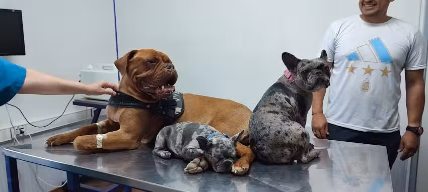 Cl&iacute;nica veterinaria Darwin