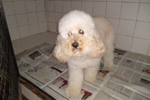 Clinica Veterinaria de City Bell