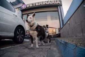 Clínica Veterinaria de Las Cabañas