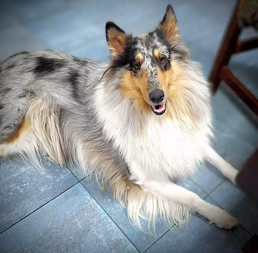 Clinica Veterinaria de los Arroyos