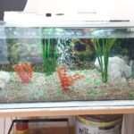 Cl&iacute;nica Veterinaria de Peque&ntilde;os Animales