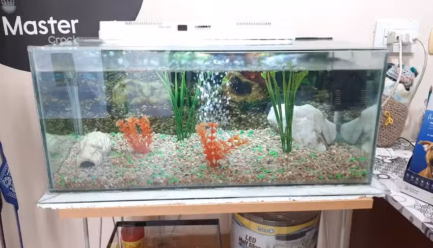 Cl&iacute;nica Veterinaria de Peque&ntilde;os Animales