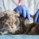 Cl&iacute;nica Veterinaria del Centro