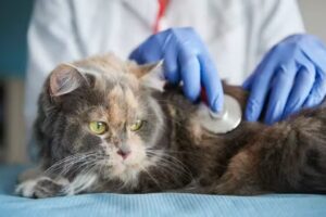 Clínica Veterinaria del Centro