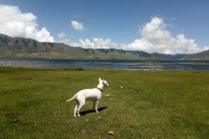 Clinica Veterinaria Del Norte