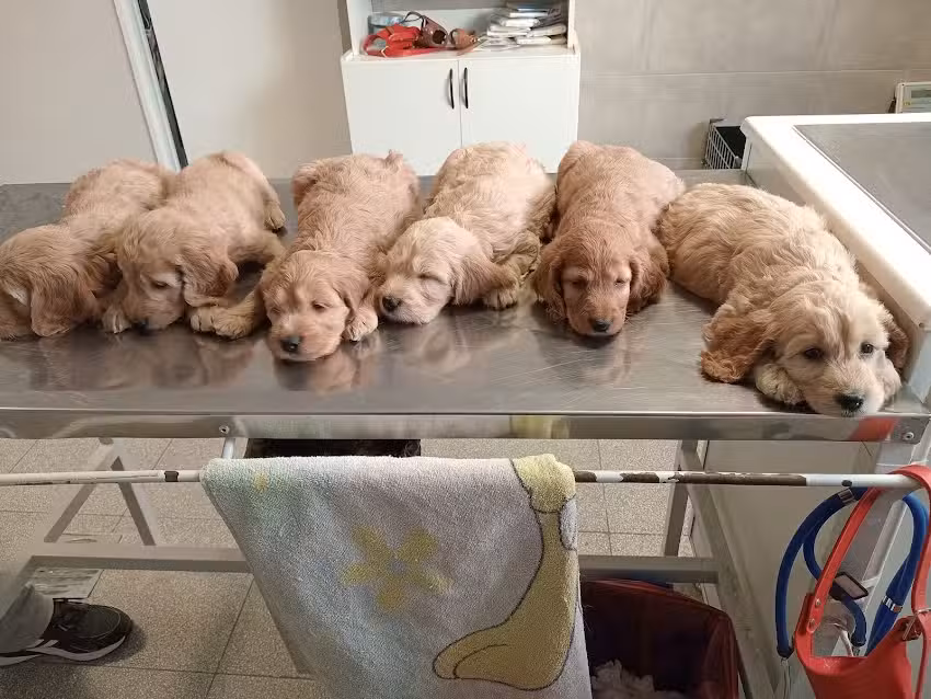 Clinica Veterinaria del Plata