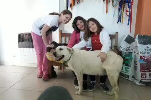 Clinica Veterinaria del Sol