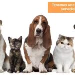 Cl&iacute;nica Veterinaria Del Sur