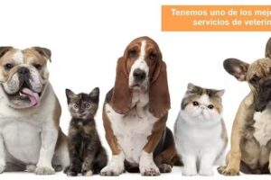 Clínica Veterinaria Del Sur