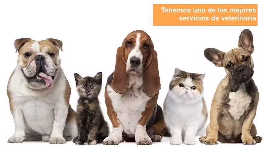 Cl&iacute;nica Veterinaria Del Sur