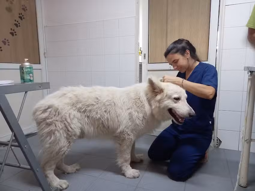 CLINICA VETERINARIA DIANA BONIFACIO