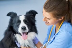 Cl&iacute;nica Veterinaria Don Ram&oacute;n