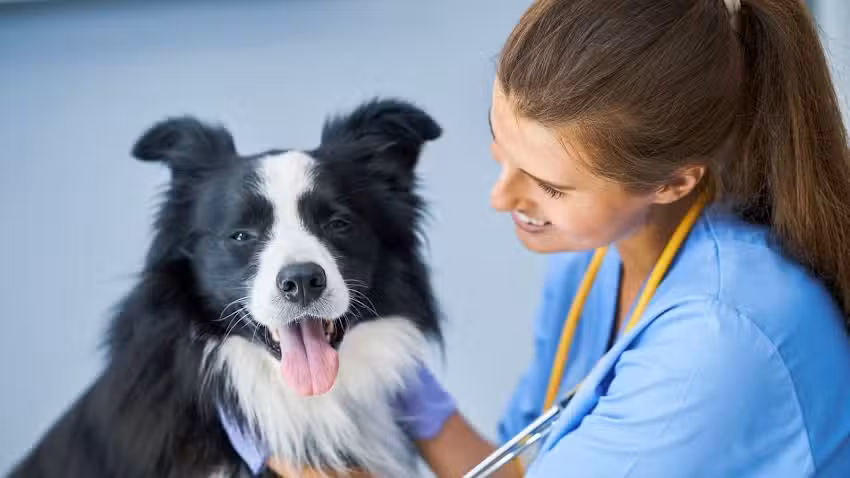 Cl&iacute;nica Veterinaria Don Ram&oacute;n