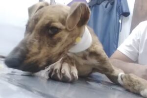 Clinica Veterinaria Dr Bonino