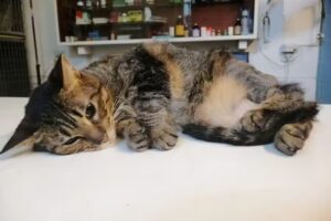 Clínica Veterinaria Dr. Caviglia