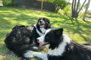 Cl&iacute;nica Veterinaria Dr. Gleria