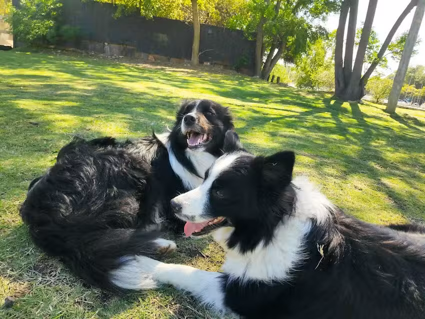 Cl&iacute;nica Veterinaria Dr. Gleria