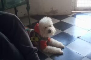 Clinica Veterinaria Dr. Guillermo Artusi