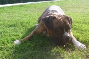 Clinica Veterinaria Dr. Juon Pablo Flores