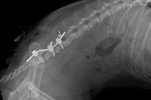 Clinica veterinaria. Dr Leone Fernando.