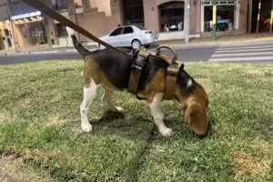 Cl&iacute;nica Veterinaria Dr. Walter Chihan